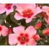 Persische Rosen, Verschiedene Farben 1 Persische Rosen, Verschiedene Farben -Haus Pflanzen Welt 7815392 WE DE 001 RosaPersicaRosePersica4LAllgreenRet