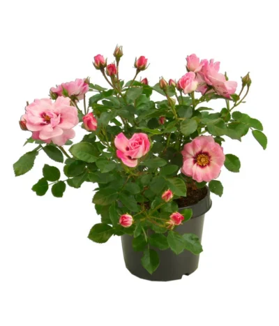 Persische Rosen, Verschiedene Farben -Haus Pflanzen Welt 7815392 WE FS 001 BeetrosePersicaRosaPersicaAllgreenAngelEyes