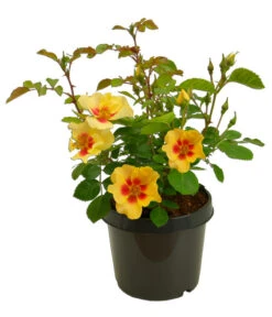 Persische Rosen, Verschiedene Farben -Haus Pflanzen Welt 7815392 WE FS 002 BeetrosePersicaRosaPersicaAllgreenEyeOfTheTiger