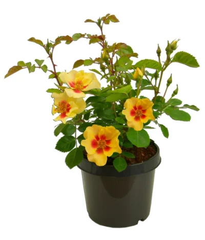 Persische Rosen, Verschiedene Farben -Haus Pflanzen Welt 7815392 WE FS 002 BeetrosePersicaRosaPersicaAllgreenEyeOfTheTiger