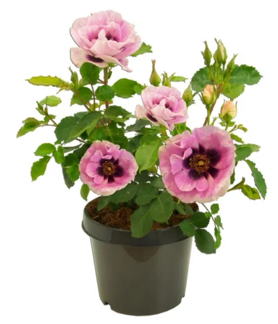 Persische Rosen, Verschiedene Farben -Haus Pflanzen Welt 7815392 WE FS 003 BeetrosePersicaRosaPersicaAllgreenEyesForYou