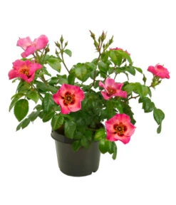 Persische Rosen, Verschiedene Farben -Haus Pflanzen Welt 7815392 WE FS 004 BeetrosePersicaRosaPersicaAllgreenEyesOnMe