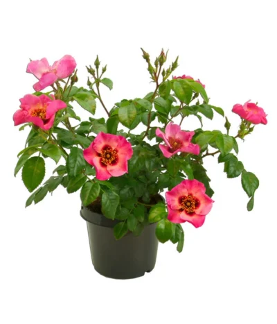 Persische Rosen, Verschiedene Farben -Haus Pflanzen Welt 7815392 WE FS 004 BeetrosePersicaRosaPersicaAllgreenEyesOnMe