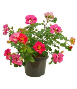 Persische Rosen, Verschiedene Farben -Haus Pflanzen Welt 7815392 WE FS 005 BeetrosePersicaRosaPersicaAllgreenEyeToEye