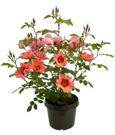 Persische Rosen, Verschiedene Farben -Haus Pflanzen Welt 7815392 WE FS 006 BeetrosePersicaRosaPersicaAllgreenForYourEyesOnly