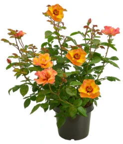 Persische Rosen, Verschiedene Farben -Haus Pflanzen Welt 7815392 WE FS 007 BeetrosePersicaRosaPersicaAllgreenPersianSun