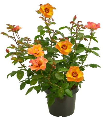 Persische Rosen, Verschiedene Farben -Haus Pflanzen Welt 7815392 WE FS 007 BeetrosePersicaRosaPersicaAllgreenPersianSun