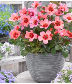 Persische Rosen, Verschiedene Farben -Haus Pflanzen Welt 7815392 WE MO 001 RosaPersicaRosePersica4LAllgreen