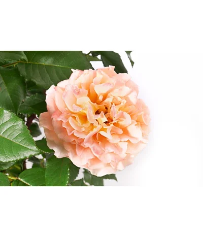 Edelrose 'Augusta Luise®', Stämmchen -Haus Pflanzen Welt 7815830 WE DE 001 RoseAugustaLuise4LStamm