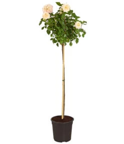 Edelrose 'Augusta Luise®', Stämmchen -Haus Pflanzen Welt 7815830 WE FS 001 RoseAugustaLuise4LStamm