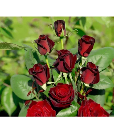 Edelrose 'Barkarole®'