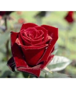 Edelrose 'Barkarole®' -Haus Pflanzen Welt 7816499 PR DE 001 EdelroseBarkaroleTantau