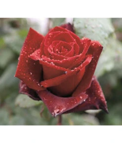 Edelrose 'Barkarole®' -Haus Pflanzen Welt 7816499 PR DE 002 EdelroseBarkaroleTantau