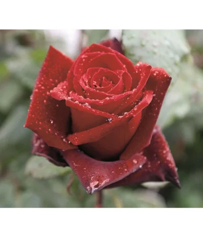 Edelrose 'Barkarole®' -Haus Pflanzen Welt 7816499 PR DE 002 EdelroseBarkaroleTantau