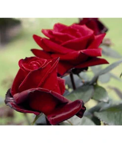 Edelrose 'Barkarole®' -Haus Pflanzen Welt 7816499 PR DE 003 EdelroseBarkaroleTantau