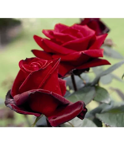 Edelrose 'Barkarole®' -Haus Pflanzen Welt 7816499 PR DE 003 EdelroseBarkaroleTantau