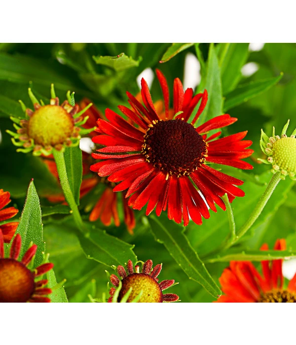 Sonnenbraut, Rot 3 Sonnenbraut, Rot