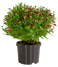 Sonnenbraut, Rot 5 Sonnenbraut, Rot -Haus Pflanzen Welt 7826563 WE FS 001 HeleniumSonnenbrautT19DehnerExpressHerzig