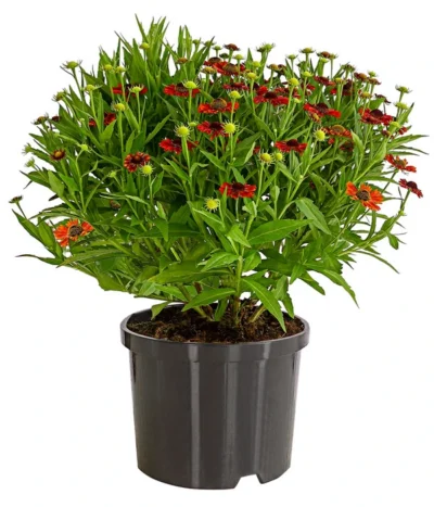 Sonnenbraut, Rot 5 Sonnenbraut, Rot -Haus Pflanzen Welt 7826563 WE FS 001 HeleniumSonnenbrautT19DehnerExpressHerzig