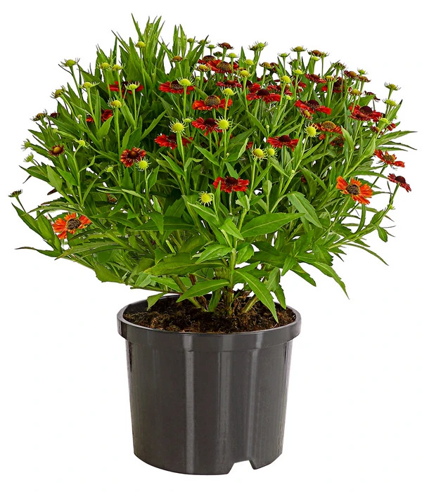 Sonnenbraut, Rot 4 Sonnenbraut, Rot – Bild 2