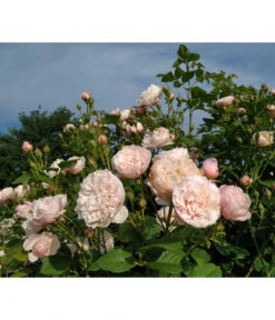 Kletterrose 'Divina' -Haus Pflanzen Welt 7826647 WE MO 001 RosaRoseDivina6LRosenTantau