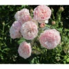 Kletterrose 'Divina' -Haus Pflanzen Welt 7826647 WE MO 002 RosaRoseDivina6LRosenTantau