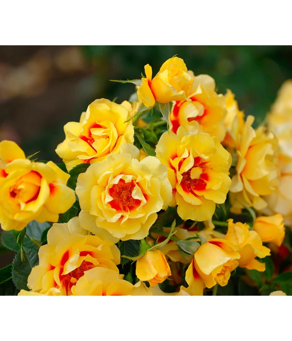 Bodendeckerrose 'Orienta Aylin' 3 Bodendeckerrose 'Orienta Aylin'