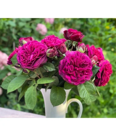 Nostalgie-Edelrose 'Deep Secret' 7 Nostalgie-Edelrose 'Deep Secret' -Haus Pflanzen Welt 7826902 WE MO 001 RosaRoseDeepSecret6LRosenTantau