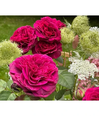 Nostalgie-Edelrose 'Deep Secret' 6 Nostalgie-Edelrose 'Deep Secret' -Haus Pflanzen Welt 7826902 WE MO 002 RosaRoseDeepSecret6LRosenTantau