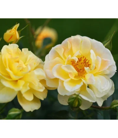 Rosen-Set Insektenfreundlich, 3-teilig 16 Rosen-Set Insektenfreundlich, 3-teilig -Haus Pflanzen Welt 7827108 WE DE 001 RosaRosenpaketBienenweideGelbWubaRosenTantau