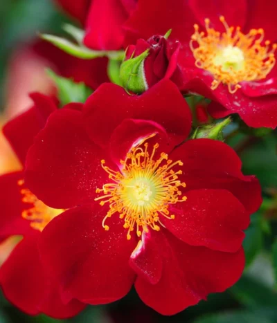 Rosen-Set Insektenfreundlich, 3-teilig 18 Rosen-Set Insektenfreundlich, 3-teilig -Haus Pflanzen Welt 7827108 WE DE 001 RosaRosenpaketBienenweideRotWubaRosenTantau