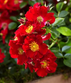 Rosen-Set Insektenfreundlich, 3-teilig 19 Rosen-Set Insektenfreundlich, 3-teilig -Haus Pflanzen Welt 7827108 WE DE 002 RosaRosenpaketBienenweideRotWubaRosenTantau