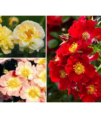 Rosen-Set Insektenfreundlich, 3-teilig