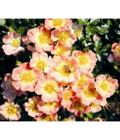 Rosen-Set Insektenfreundlich, 3-teilig 17 Rosen-Set Insektenfreundlich, 3-teilig -Haus Pflanzen Welt 7827108 WE MO 001 RosaRosenpaketBienenweideApricotWubaRosenTantau