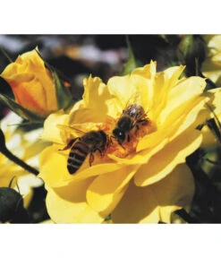 Rosen-Set Insektenfreundlich, 3-teilig 15 Rosen-Set Insektenfreundlich, 3-teilig -Haus Pflanzen Welt 7827108 WE MO 001 RosaRosenpaketBienenweideGelbWubaRosenTantau