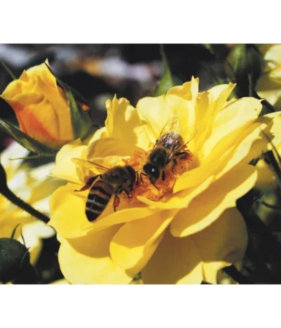 Rosen-Set Insektenfreundlich, 3-teilig 15 Rosen-Set Insektenfreundlich, 3-teilig -Haus Pflanzen Welt 7827108 WE MO 001 RosaRosenpaketBienenweideGelbWubaRosenTantau