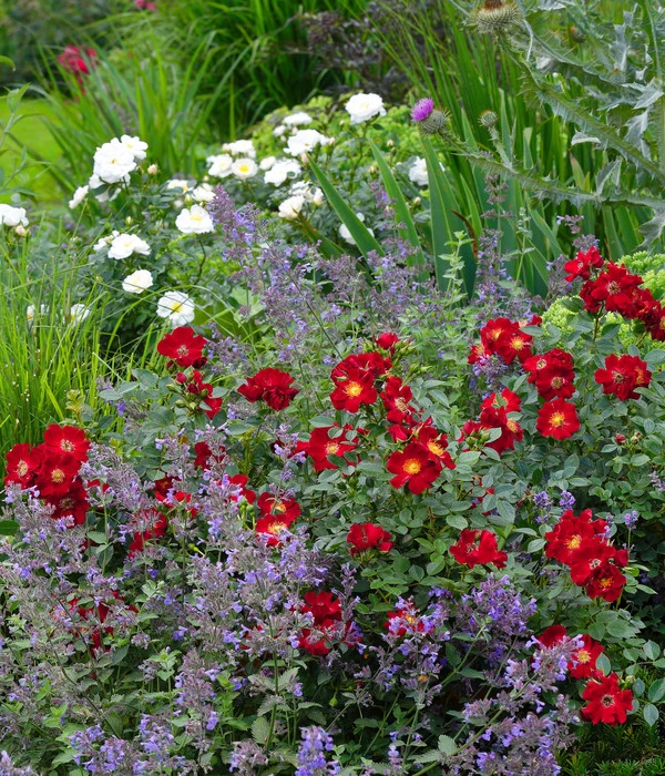 Rosen-Set Insektenfreundlich, 3-teilig 4 Rosen-Set Insektenfreundlich, 3-teilig – Bild 2