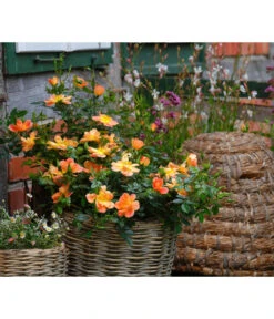 Rosen-Set Insektenfreundlich, 3-teilig 14 Rosen-Set Insektenfreundlich, 3-teilig -Haus Pflanzen Welt 7827108 WE MO 002 RosaRosenpaketBienenweideApricotWubaRosenTantau