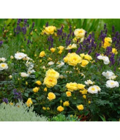 Rosen-Set Insektenfreundlich, 3-teilig 13 Rosen-Set Insektenfreundlich, 3-teilig -Haus Pflanzen Welt 7827108 WE MO 002 RosaRosenpaketBienenweideGelbWubaRosenTantau