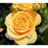 Edelrose 'Candlelight®' -Haus Pflanzen Welt 7827215 PR DE 001 EdelroseCandlelightTantau 1
