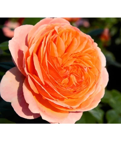 Edelrose 'Chippendale®' -Haus Pflanzen Welt 7830284 BildD 001 EdelroseChippendaleChippendale