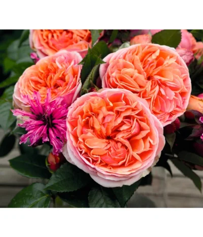 Edelrose 'Chippendale®' -Haus Pflanzen Welt 7830284 BildD 002 EdelroseChippendaleChippendale