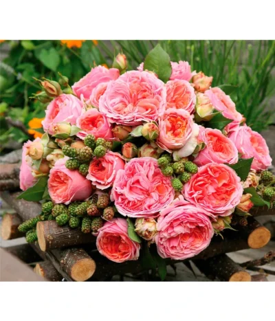 Edelrose 'Chippendale®' -Haus Pflanzen Welt 7830284 BildM 001 EdelroseChippendaleChippendale