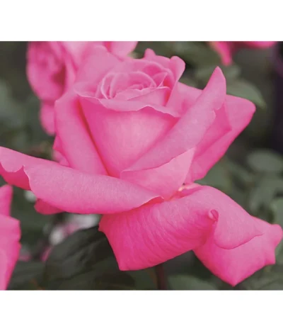 Edelrose 'Duftrausch®'