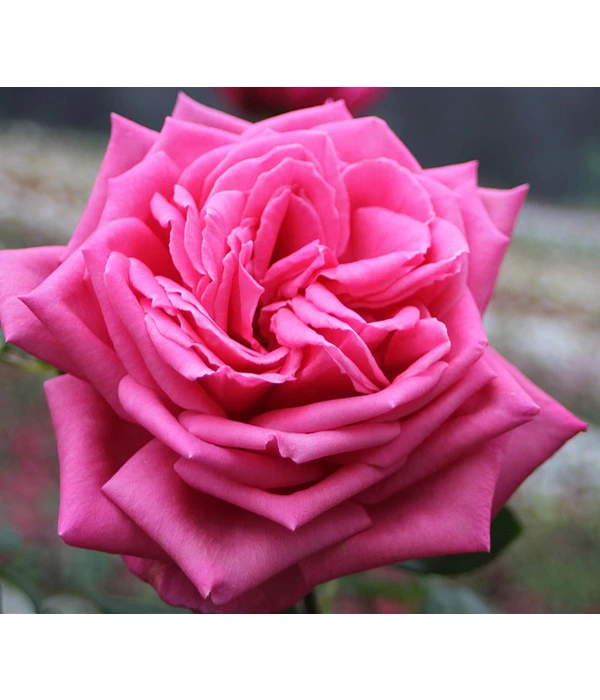 Edelrose 'Duftrausch®' 4 Edelrose 'Duftrausch®' – Bild 2