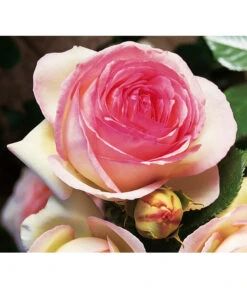 Kletterrose 'Eden Rose®' -Haus Pflanzen Welt 7841661 BildD 002 KletterroseEdenRoseEdenRose