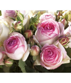 Kletterrose 'Eden Rose®' -Haus Pflanzen Welt 7841661 BildD 003 KletterroseEdenRoseEdenRose