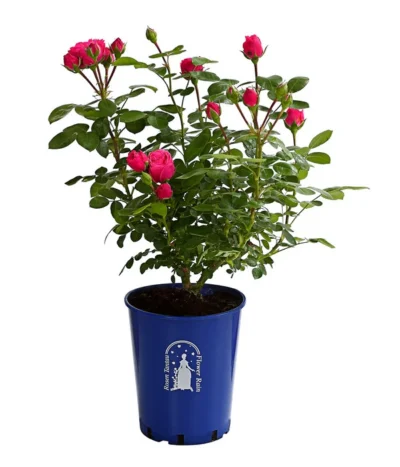 Nostalgische Edelspray-Rose 'Magic Rokoko®' 5 Nostalgische Edelspray-Rose 'Magic Rokoko®' -Haus Pflanzen Welt 7841679 PR FS 001 MagicRokokko4LiterBeetroseDehnerExpressHerzig