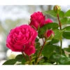 Nostalgische Edelspray-Rose 'Magic Rokoko®' -Haus Pflanzen Welt 7841679 WE FS 003 MagicRokokko4LiterBeetrose