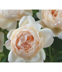 Englische Rosen -Haus Pflanzen Welt 7842750 Bild 002 WollertonOldHallAusblanketDavidAustinRosesRet